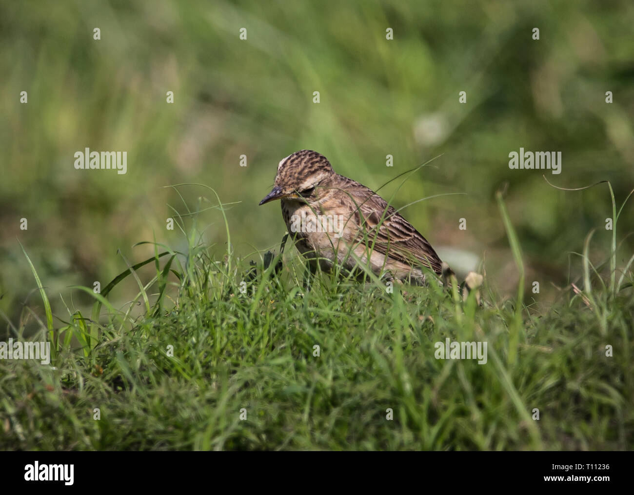 Redthroated Pipit ( Anthus cervinus Stock Photo Alamy