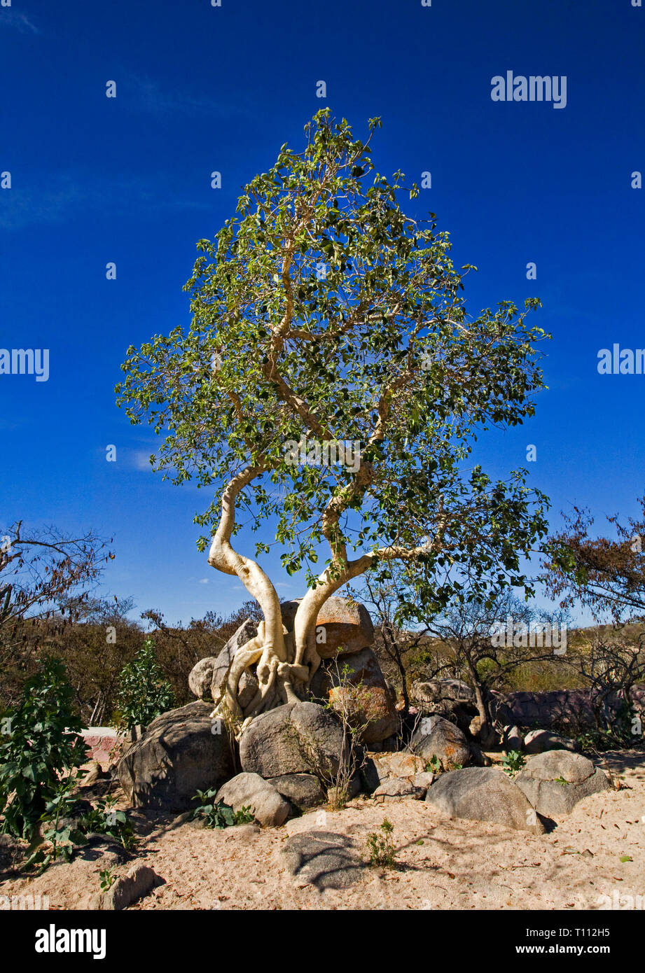 An elephant tree,  Bursera microphylla,growing from a granite outcrop in the desert near La Ventanna, Baja, Mexico. Stock Photo