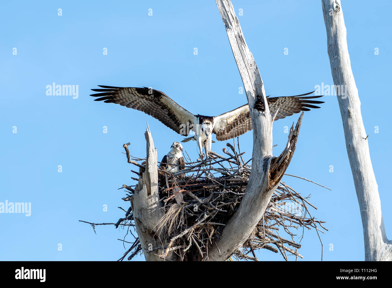 Male and female osprey building their nest Stock Photo - Alamy