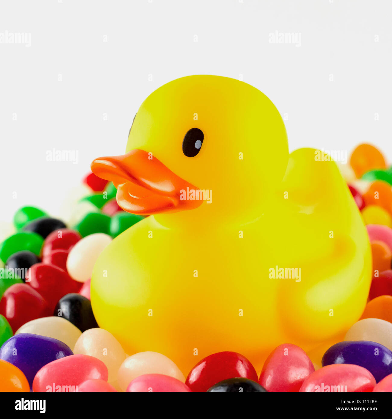 Close up of a toy rubber duck surrounded by jelly beans against  a white background.  Square crop. Stock Photo