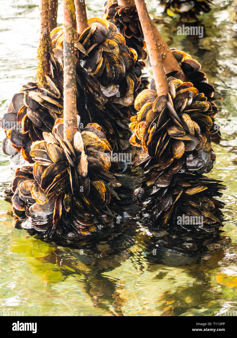 Mussels growing on roots of Mangrove Tree, Edwin's Turtle Lake Marine