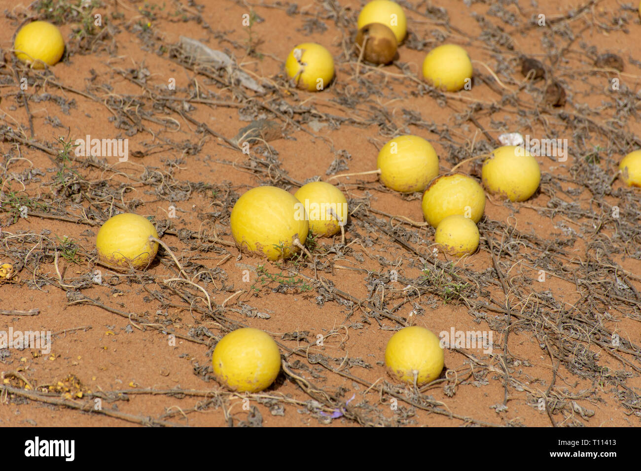 Desert Squash (Citrullus colocynthis) (Handhal) in the sand in the United Arab Emirates (UAE). Stock Photo