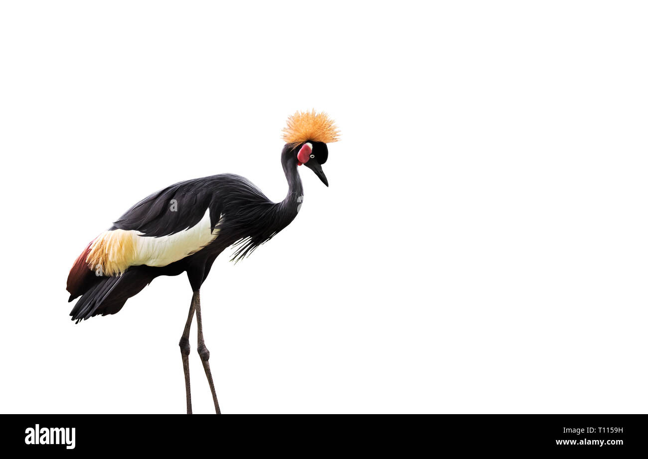 Black crowned crane Isolated on White Background Stock Photo - Alamy