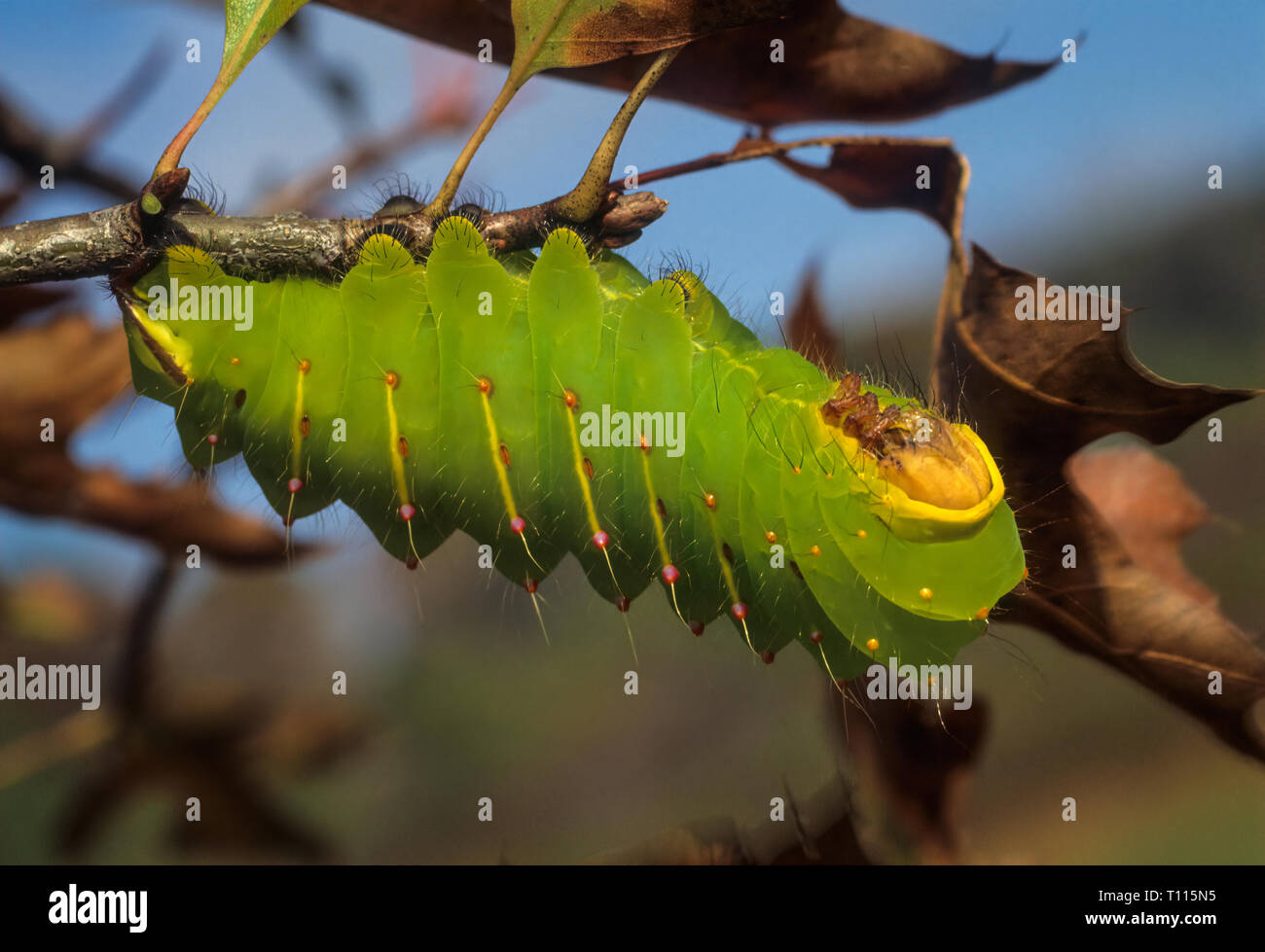 Giant Silkworm Caterpillar