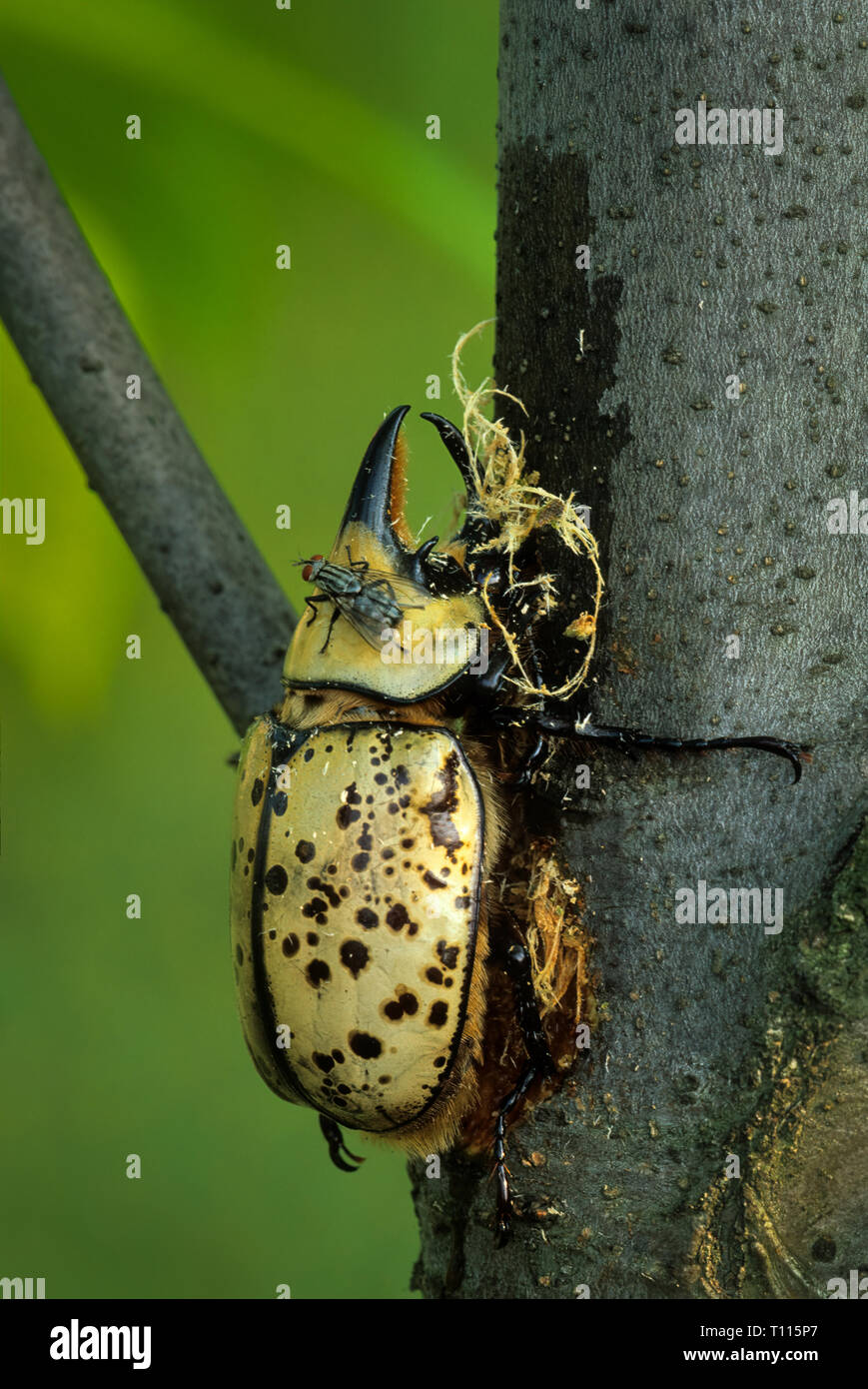 Male eastern Hercules beetle (Dynastes tityus) feeding of the sap of a sweet gum tree. Beetle uses sharp projections beneath its lower 'horn' to scrap Stock Photo