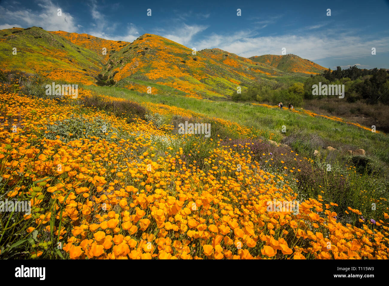 Mega bloom hi-res stock photography and images - Alamy