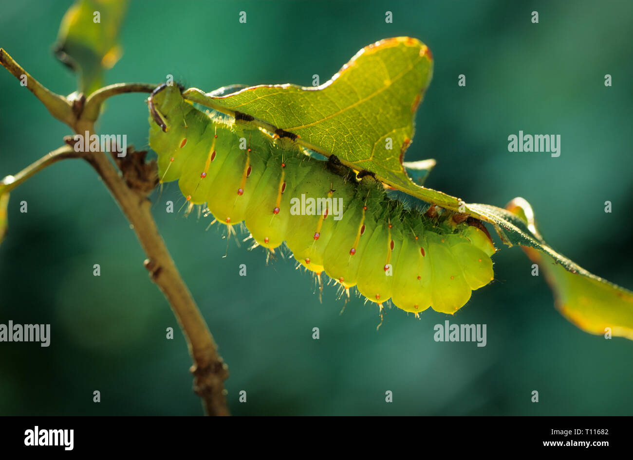 Giant Silkworm Caterpillar