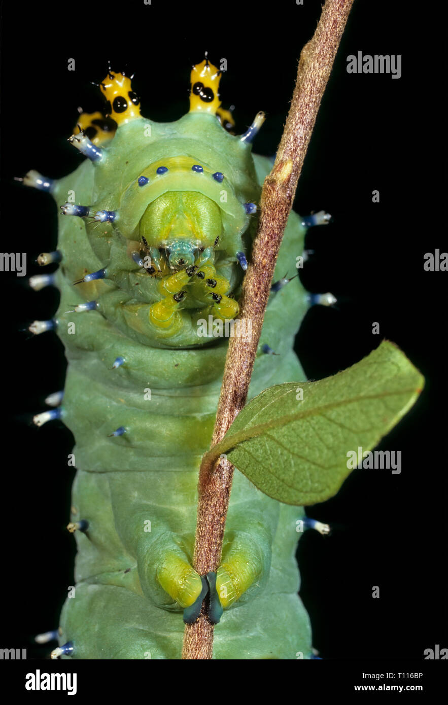 Larva of cecropia moth (Hyalophora cecropia), largest of the giant