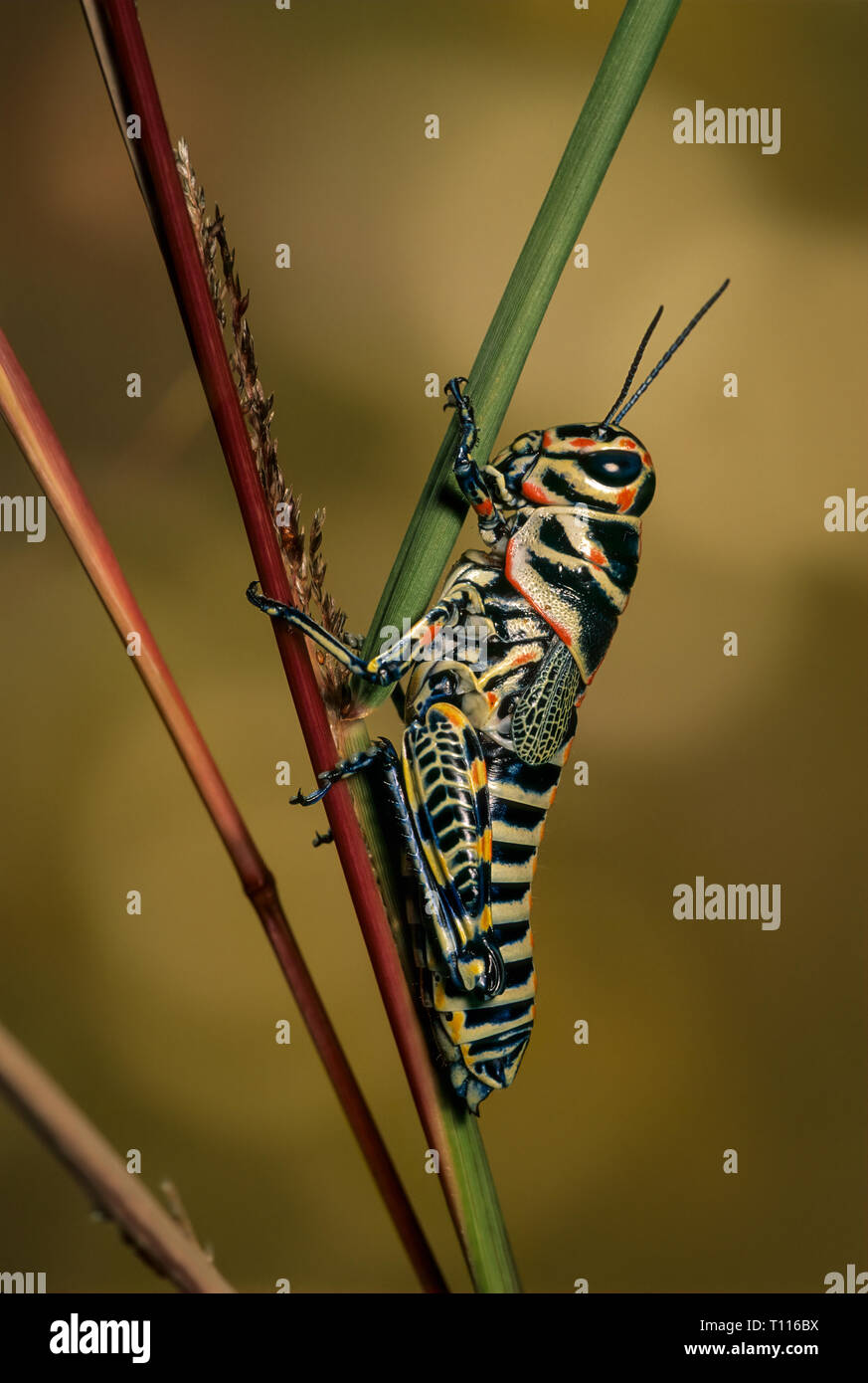 Painted (Dactylotum bicolor) on grass stalk Stock Photo Alamy