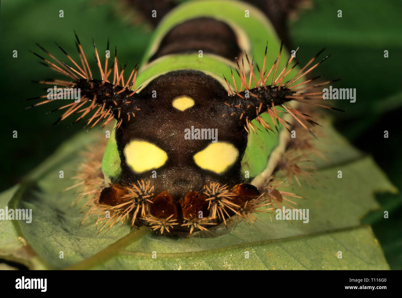 The saddleback caterpillar (Acharia stimulea) is the larva of a
