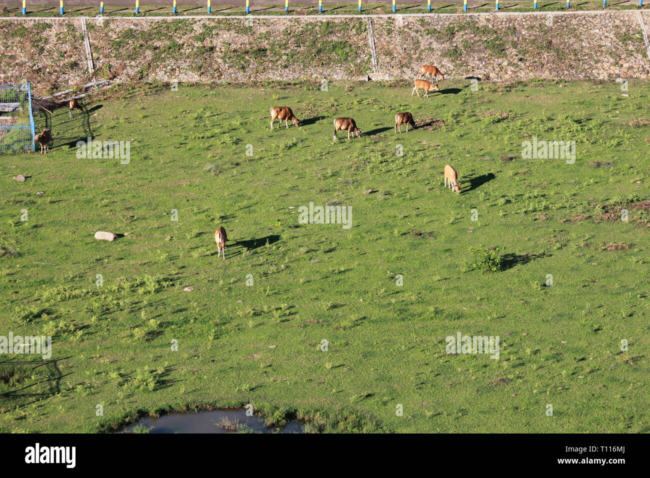 Feeding ground Stock Photo