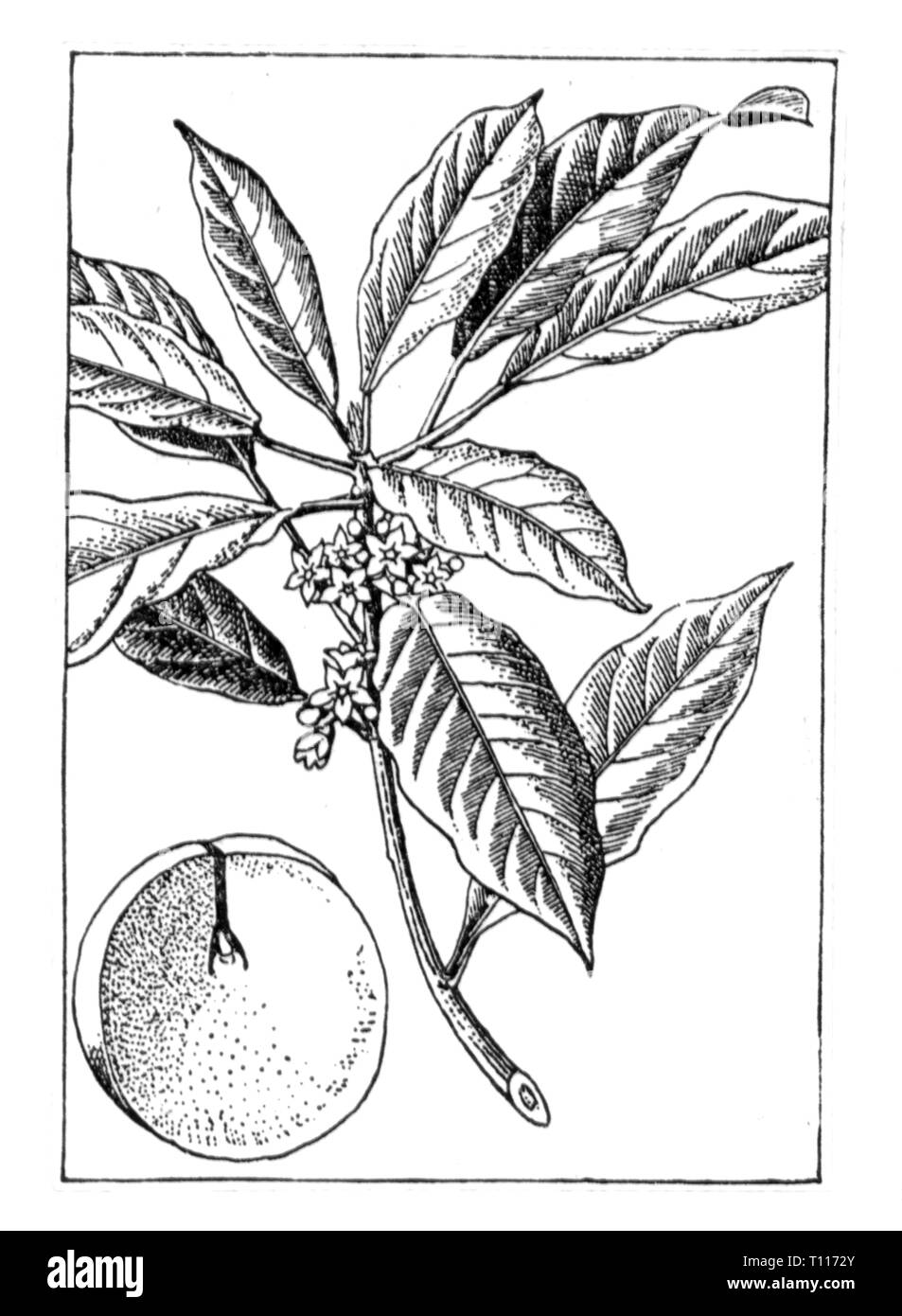 botany, cola, cola nut, branch and leaves, drawing, 20th century, Additional-Rights-Clearance-Info-Not-Available Stock Photo