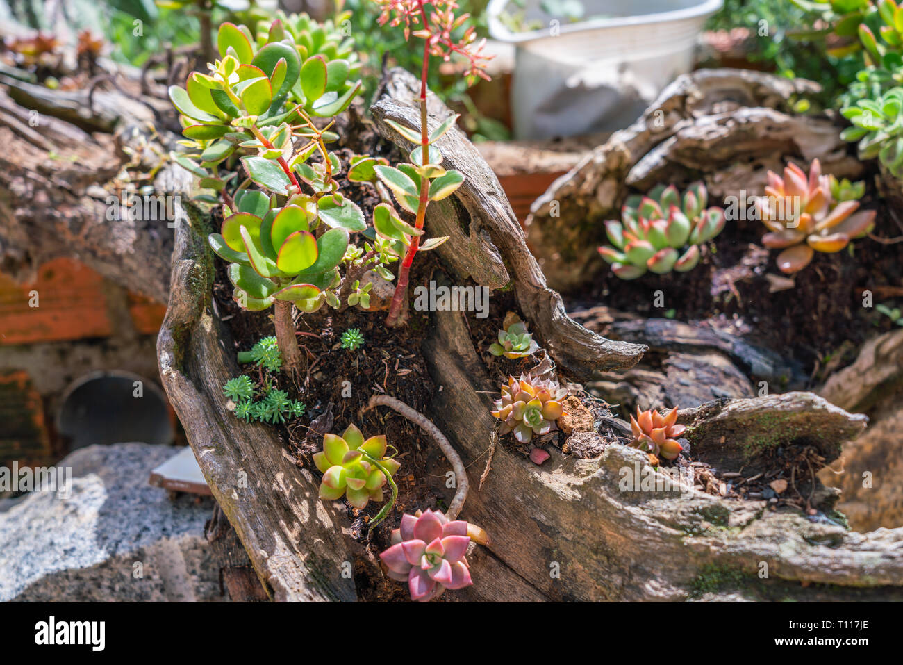 Succulents in park hi-res stock photography and images - Alamy
