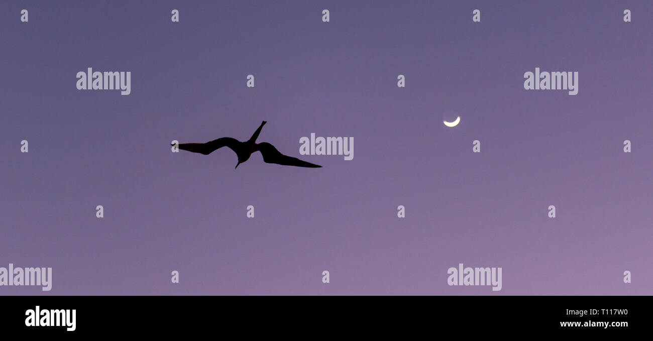 A silhouette of a frigate bird against a purple and magenta sky with the crescent moon, Galapagos islands national park, Pacific Ocean, Ecuador. Stock Photo