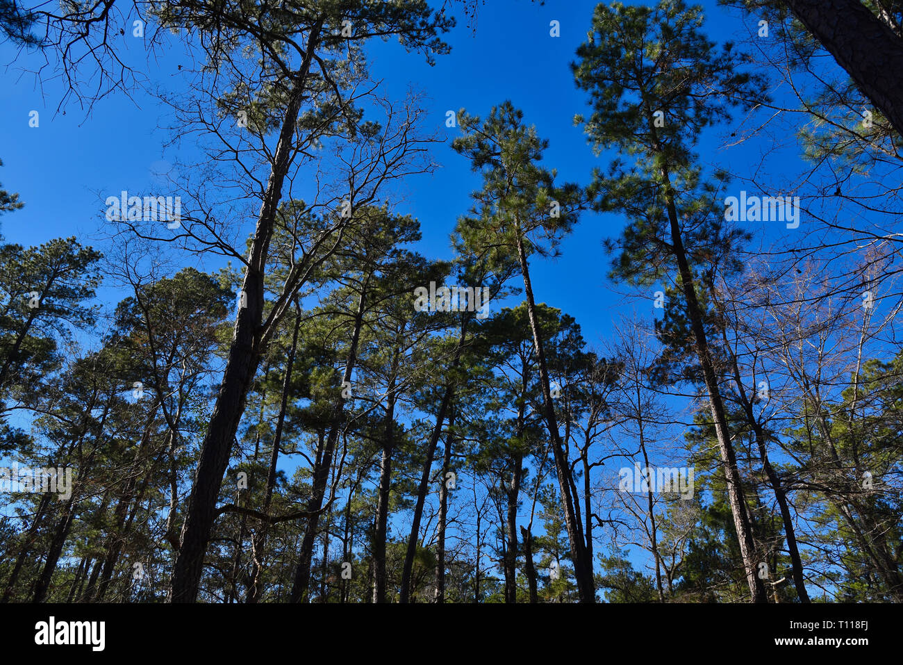 Pine trees in the Piney Woods Stock Photo Alamy
