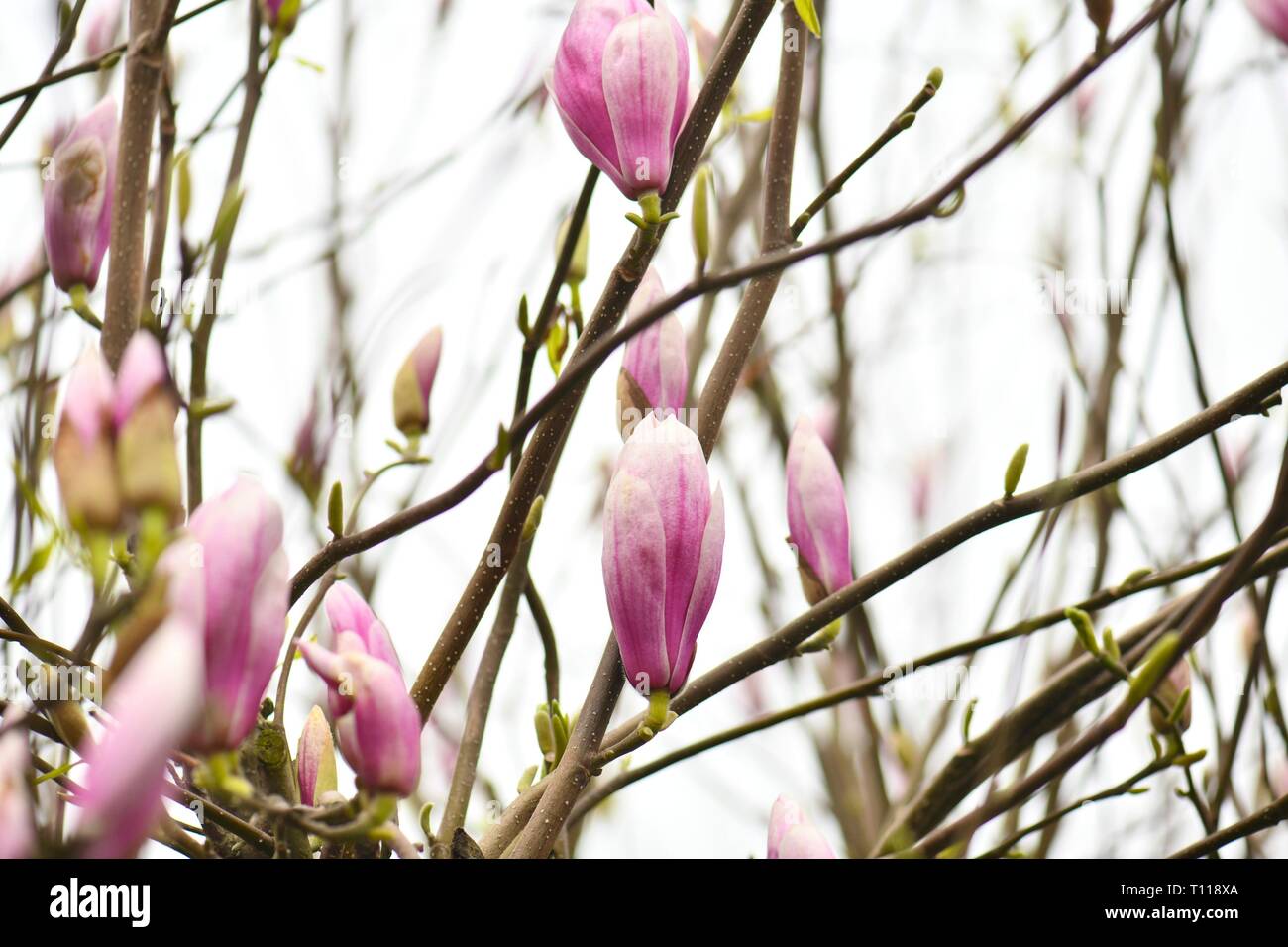 Magnolia, Spring flowers starting to bloom Stock Photo - Alamy