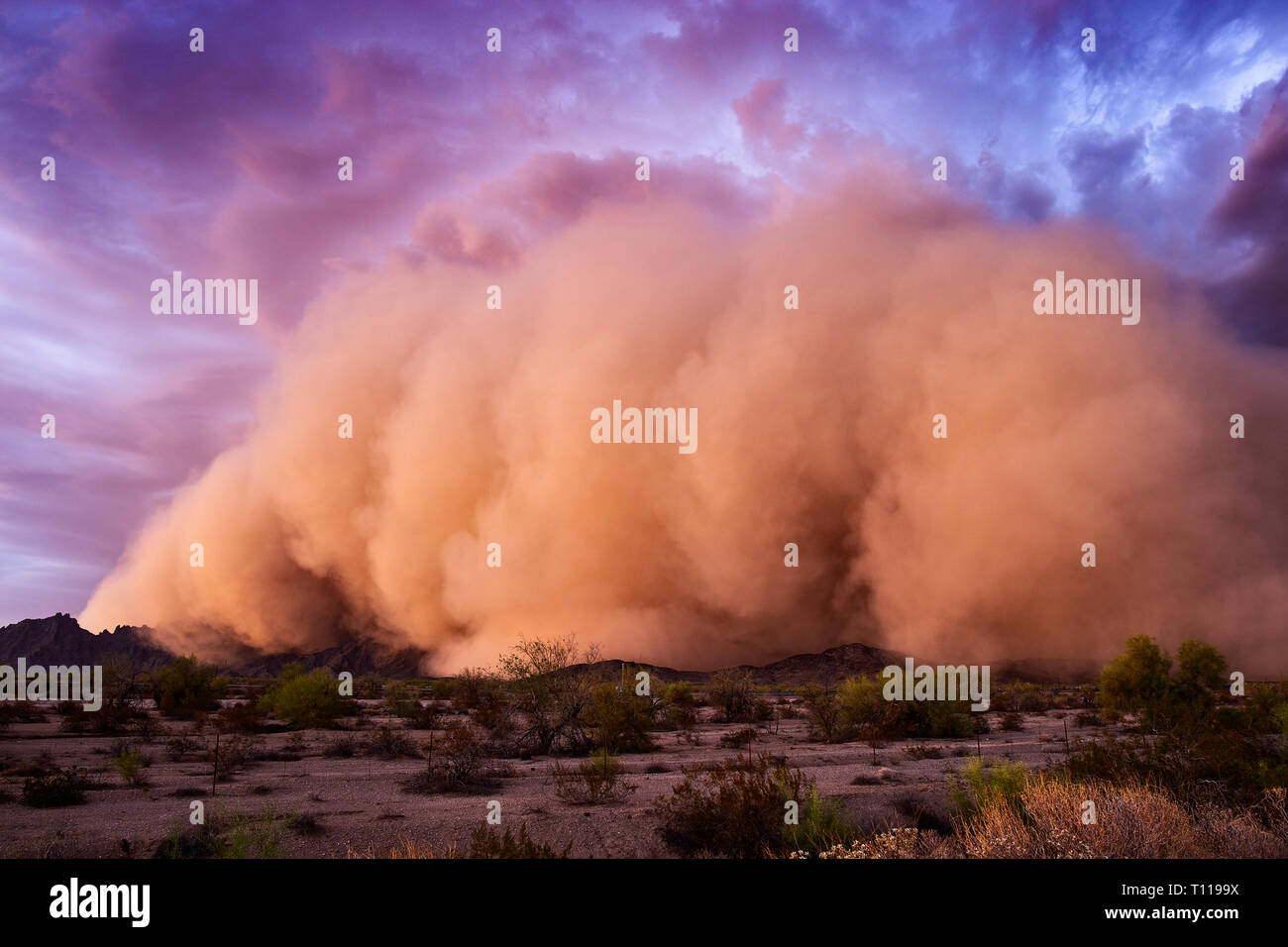 A Haboob dust storm moves across the desert at sunset near Tacna