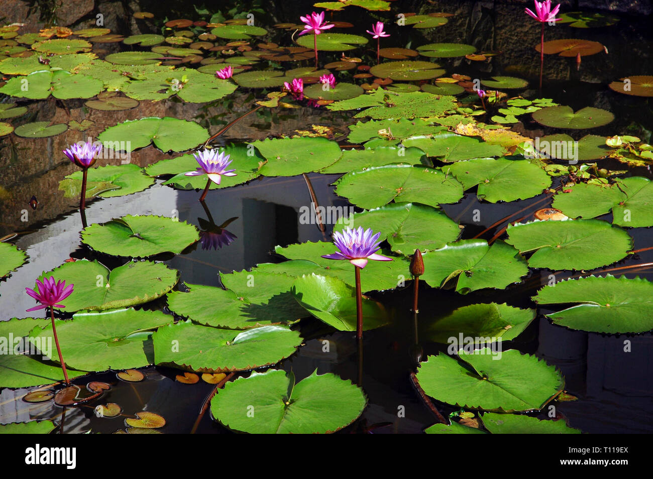 Lotus Images Stock Photos Lotus Images Stock Images Alamy