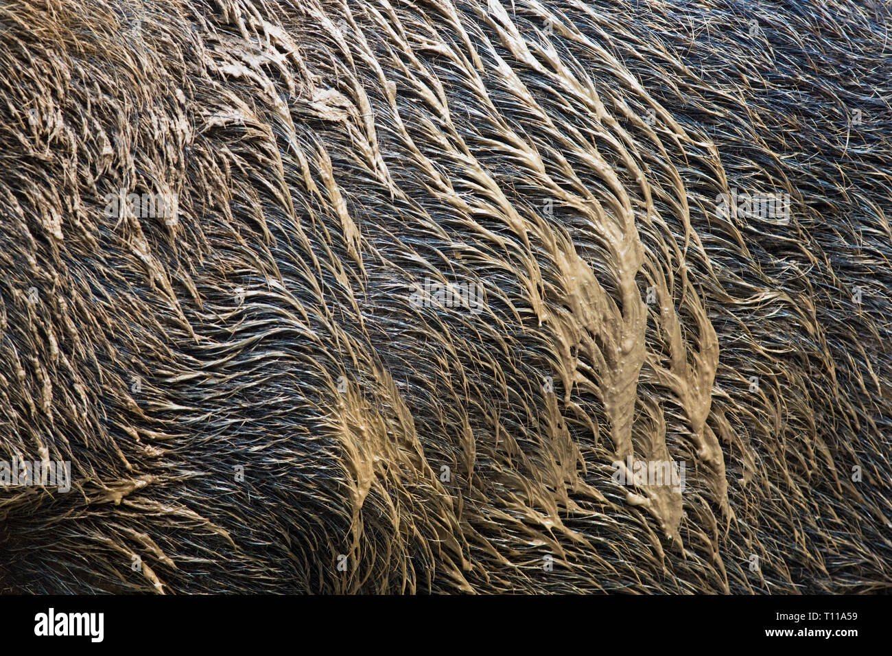 Great Britain, Forest of Dean.  Wild Boar (Sus scrofa) fur coated in mud. Stock Photo