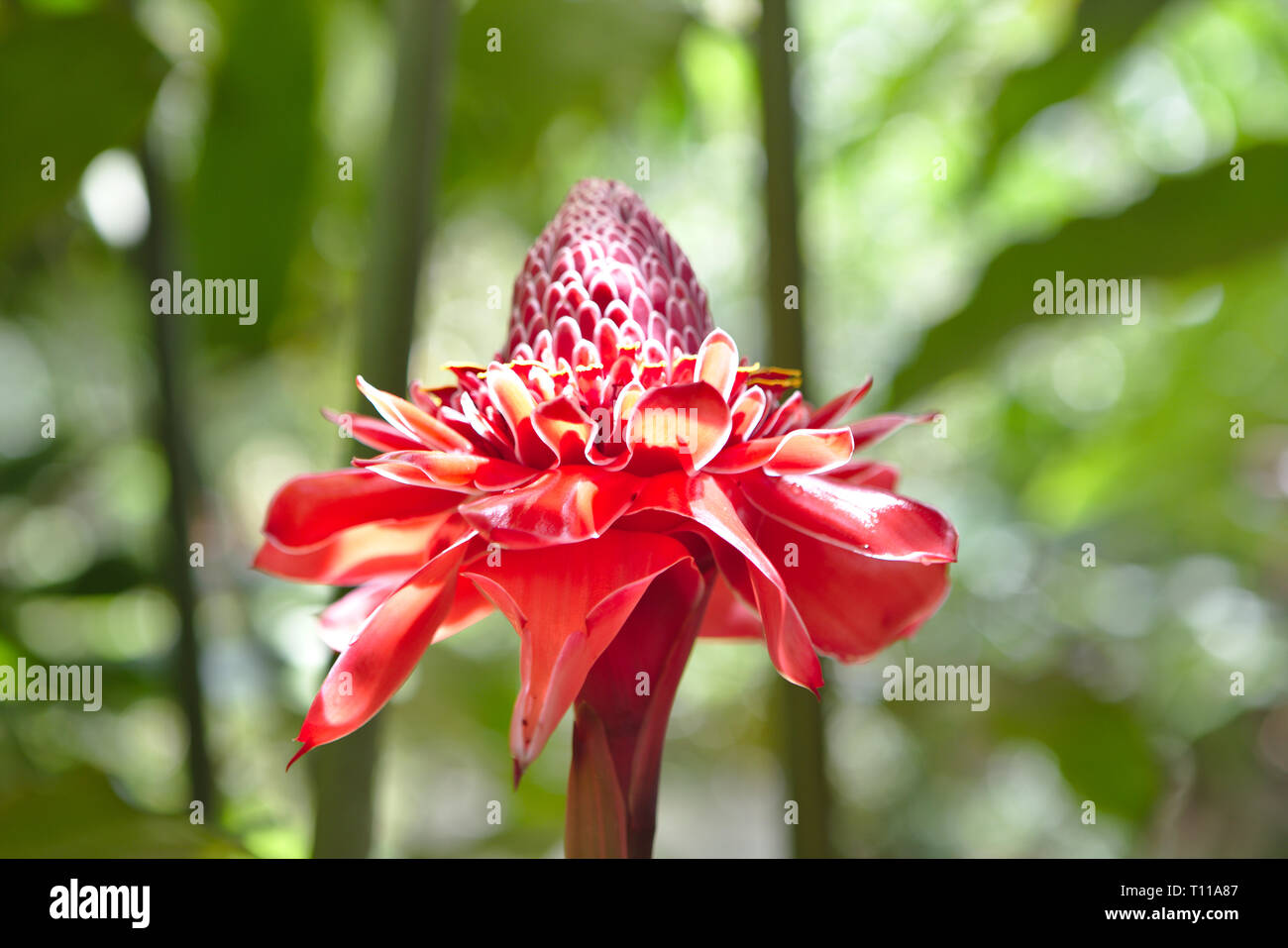 Large Red Torch Ginger Flower of Tobago Stock Photo