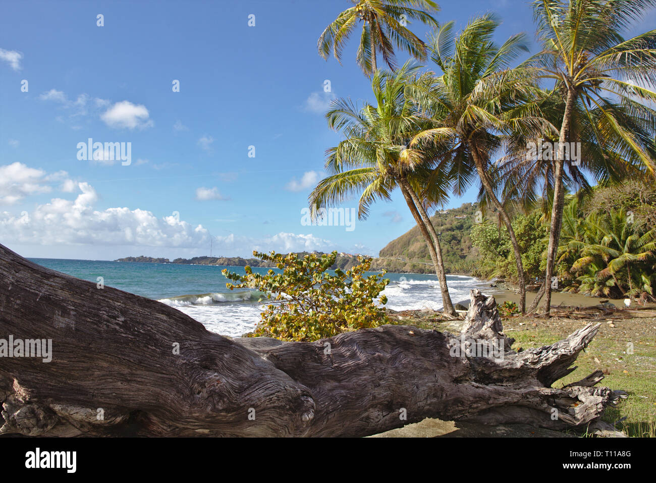 coastal scene at Roxborough Tobago Stock Photo Alamy