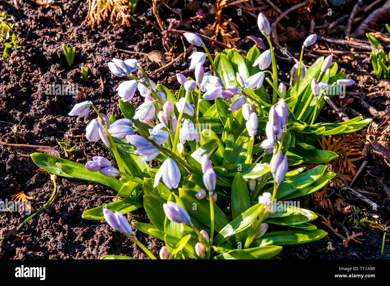 Snowdrops spring flowers isolated with a blurred background Stock Photo