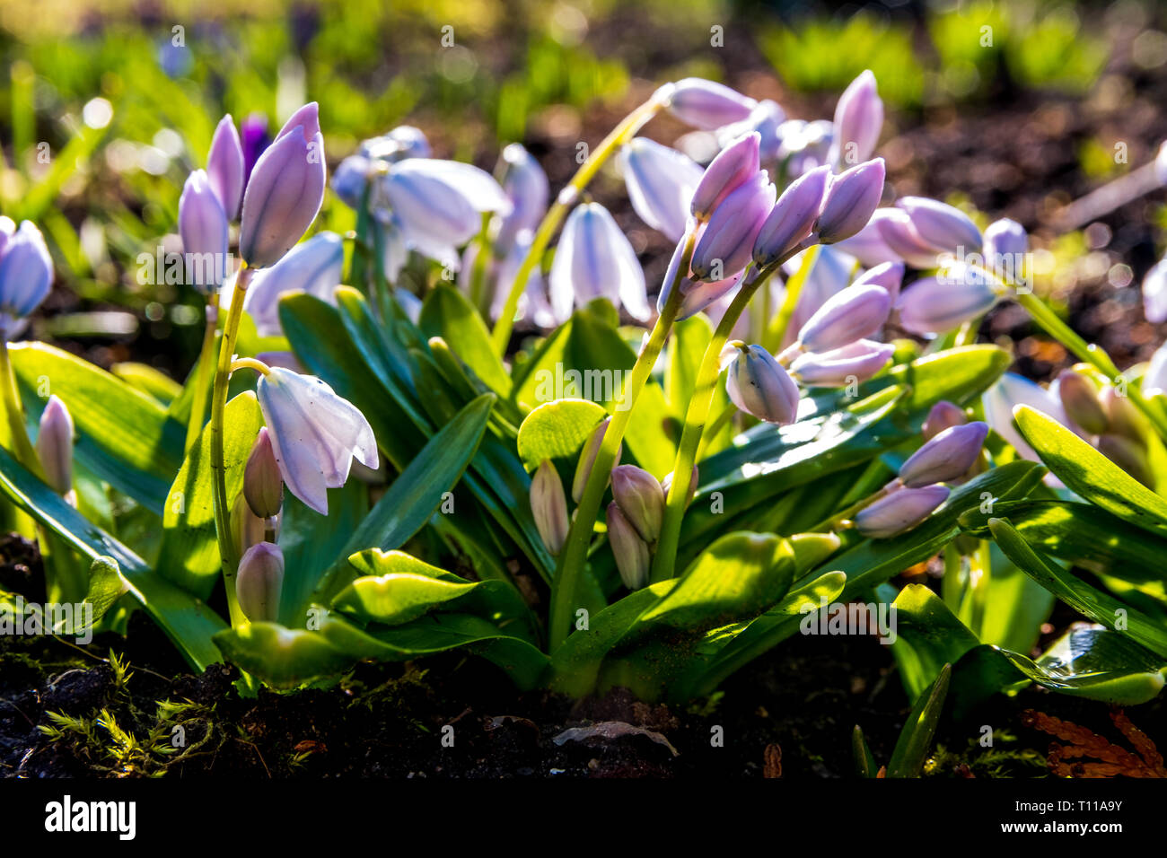 Snowdrops spring flowers isolated with a blurred background Stock Photo