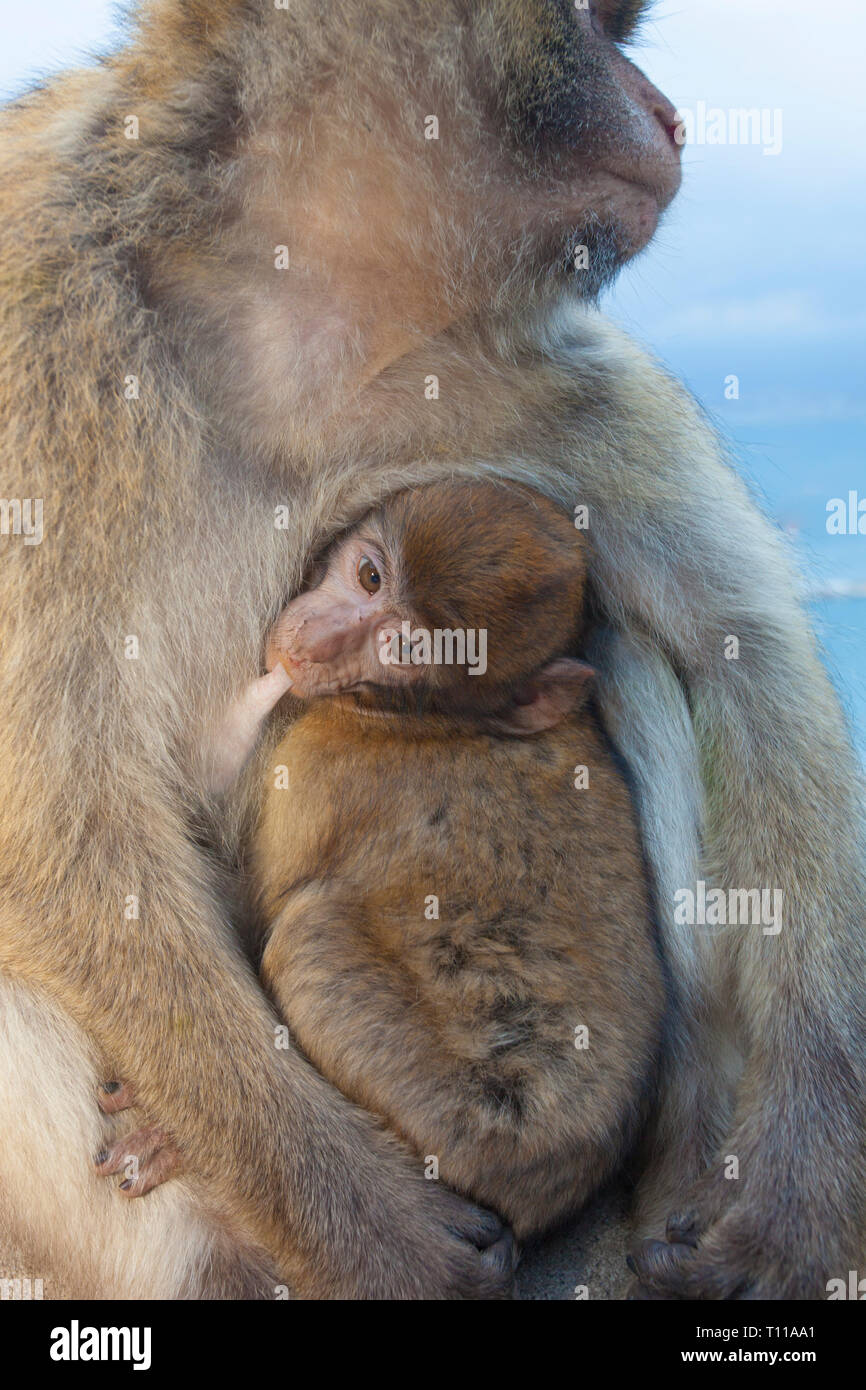 Great Britain, Spain, Gibraltar.  Barbary Macaque baby suckling. Stock Photo