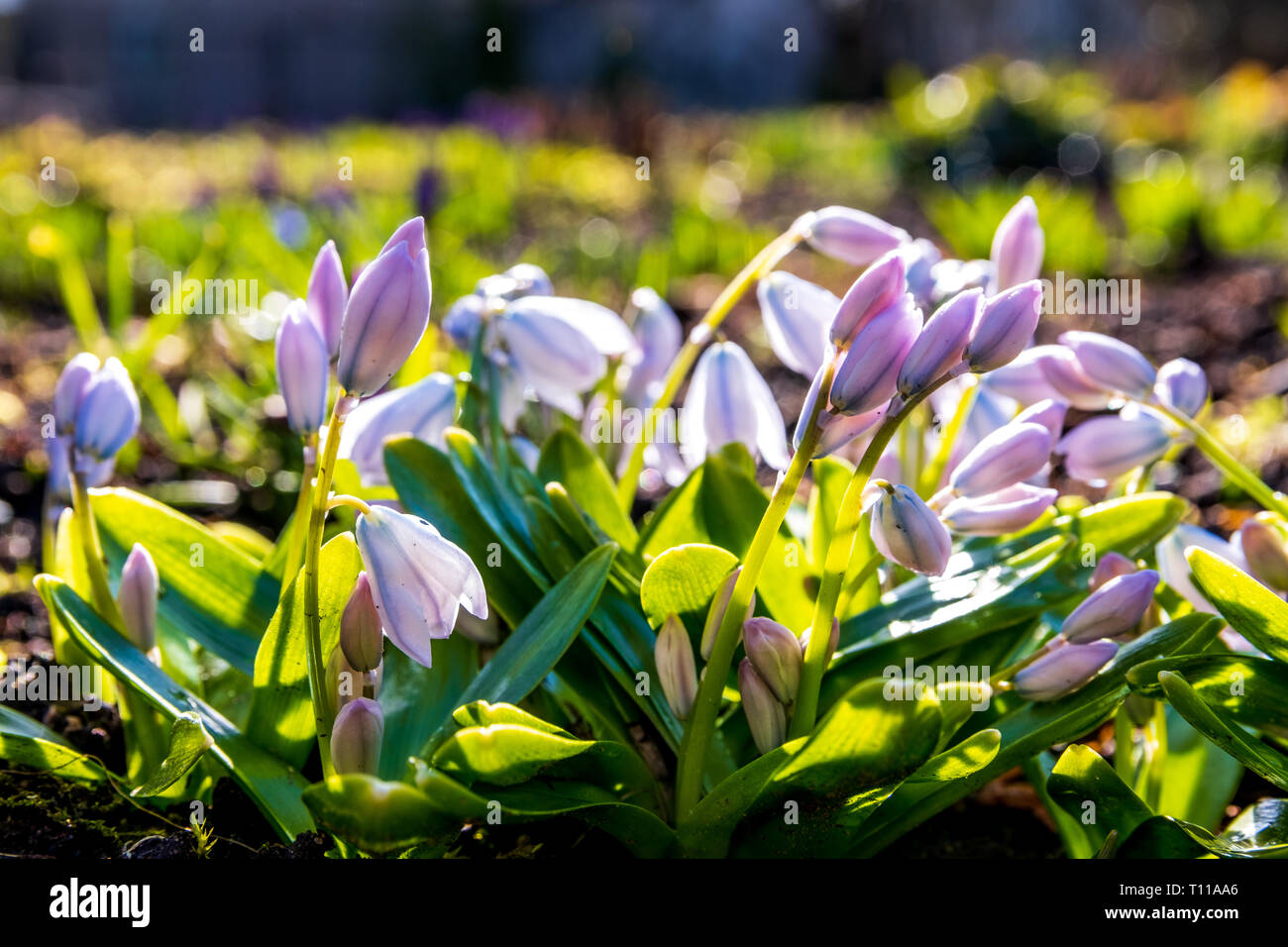 Snowdrops spring flowers isolated with a blurred background Stock Photo