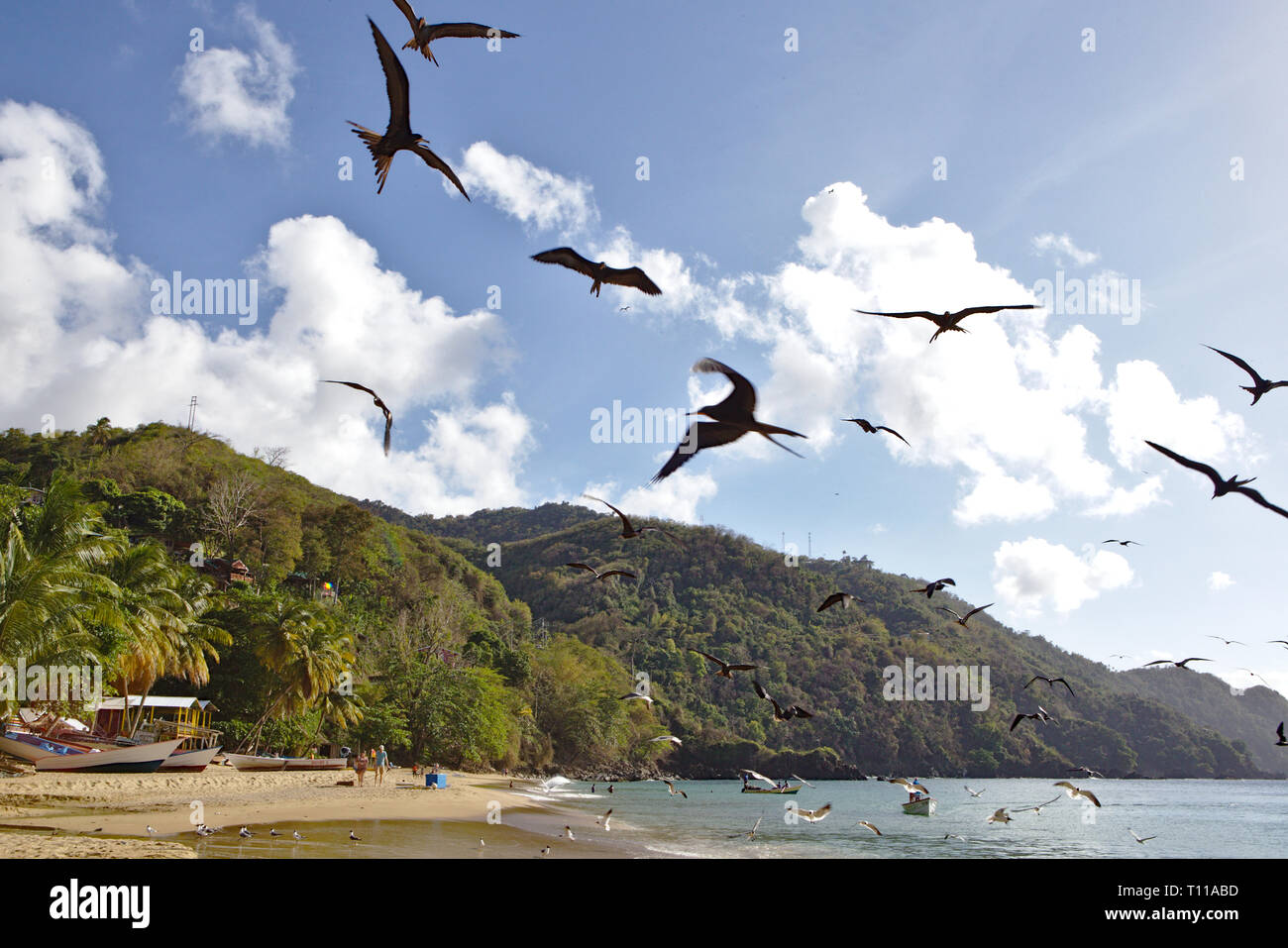Man-o-War birds circling at Castara Beach Stock Photo