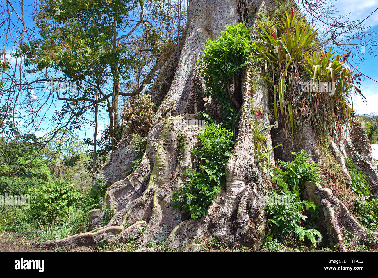 Large silk cotton tree growing on the roadside in Tobago Stock Photo