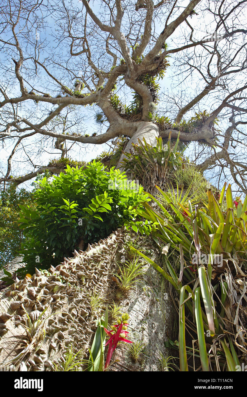 Large silk cotton tree growing on the roadside in Tobago Stock Photo