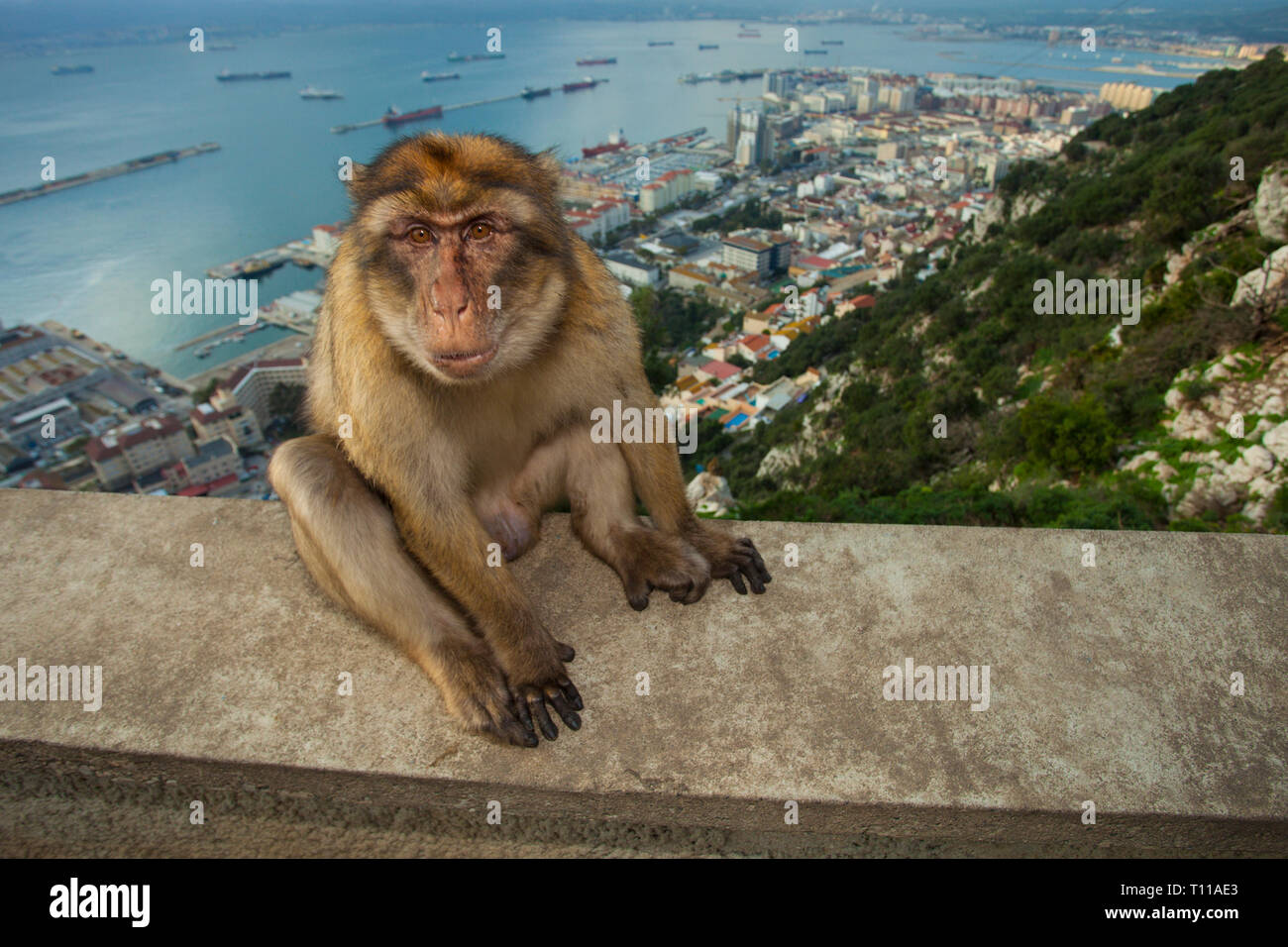Great Britain, Spain, Gibraltar.  Barbary Macaque overlooking Gibraltar at dusk. Stock Photo