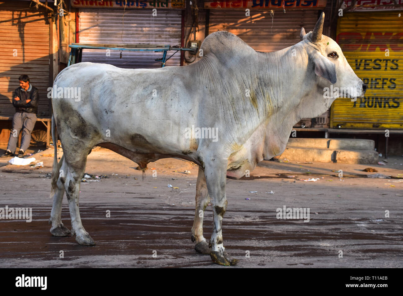 Ox, Sardar Market, Jodhpur, Rajasthan, India Stock Photo