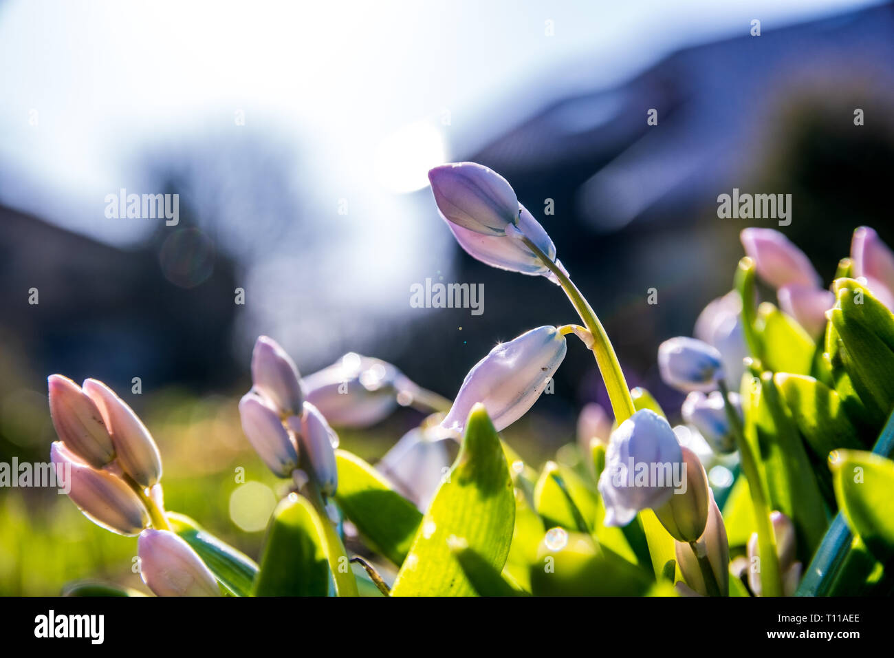 Snowdrops spring flowers isolated with a blurred background Stock Photo