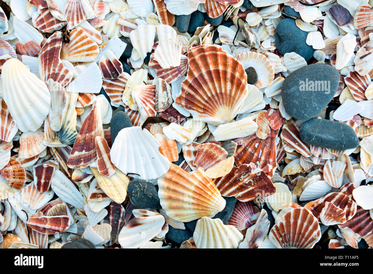 Europe, Great Britain, isle of Man. Scallop shells on a beach. Stock Photo