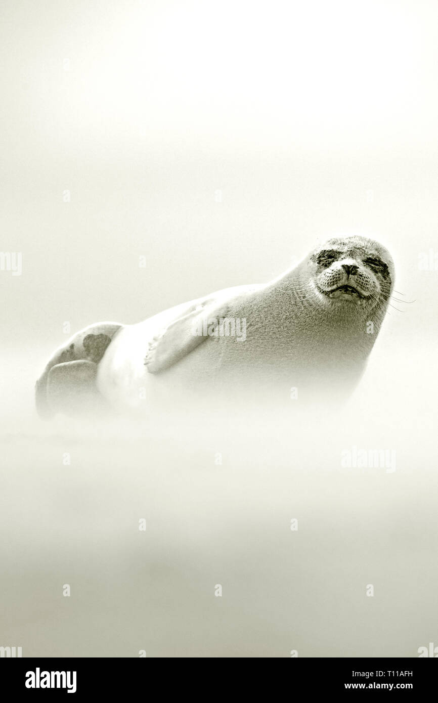 Great Britain, Donna Nook. Common seal (Phoca vitulina) adult in snowstorm. Stock Photo