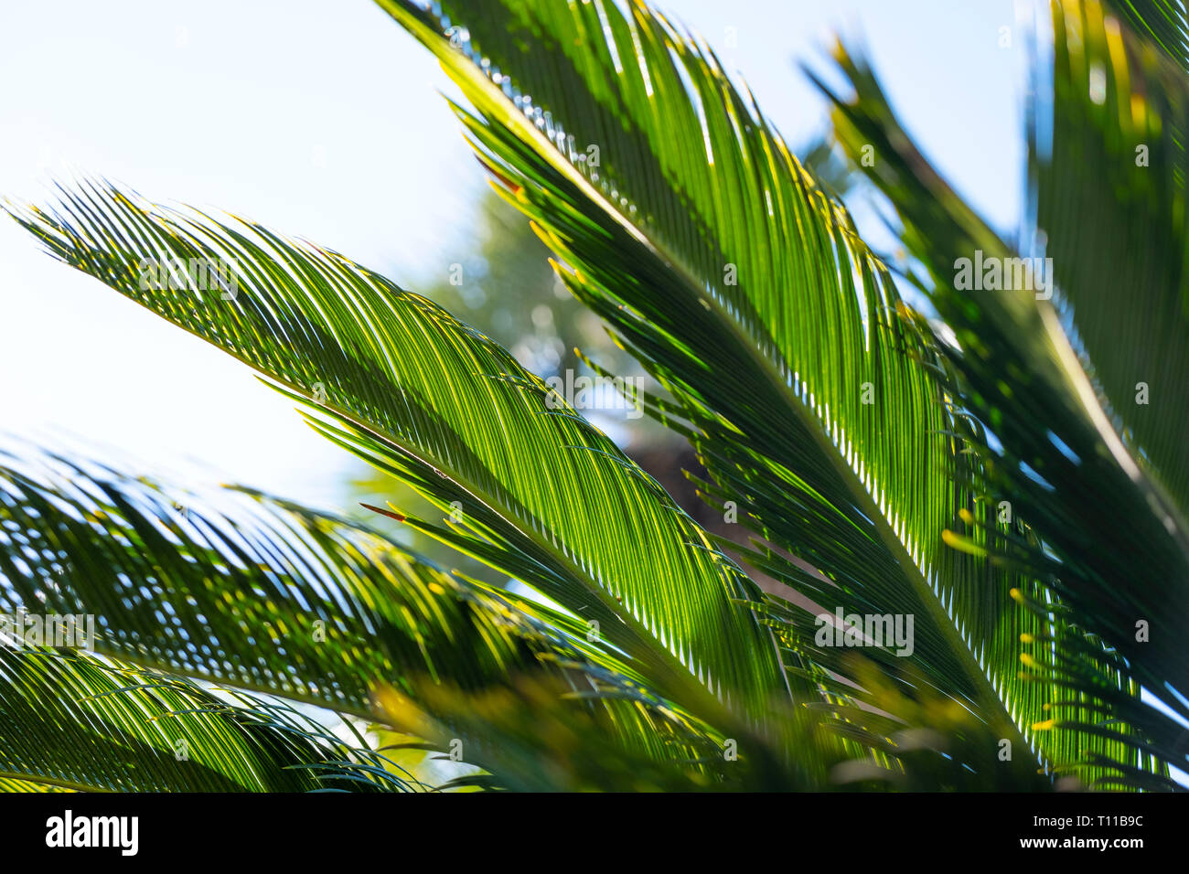 Palm fronds on a palm tree Stock Photo
