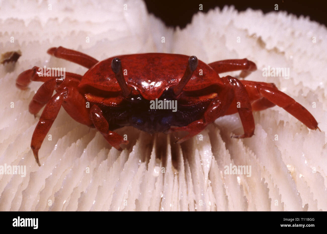 Thick-legged fiddler crab (Uca crassipes), female Stock Photo