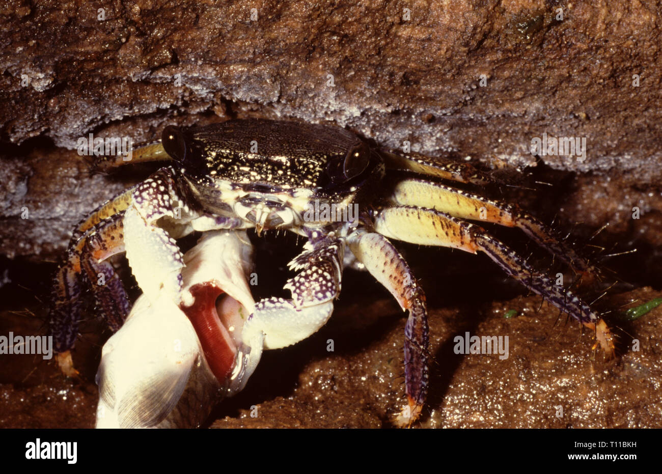 Mangrove crab (Goniopsis pelii) feeding a fish Stock Photo