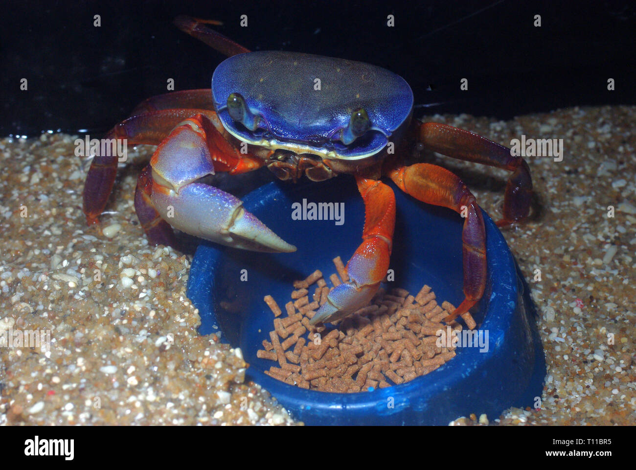 Rainbow land crab (Cardisoma armatum) feeding dry food in terrarium Stock  Photo - Alamy