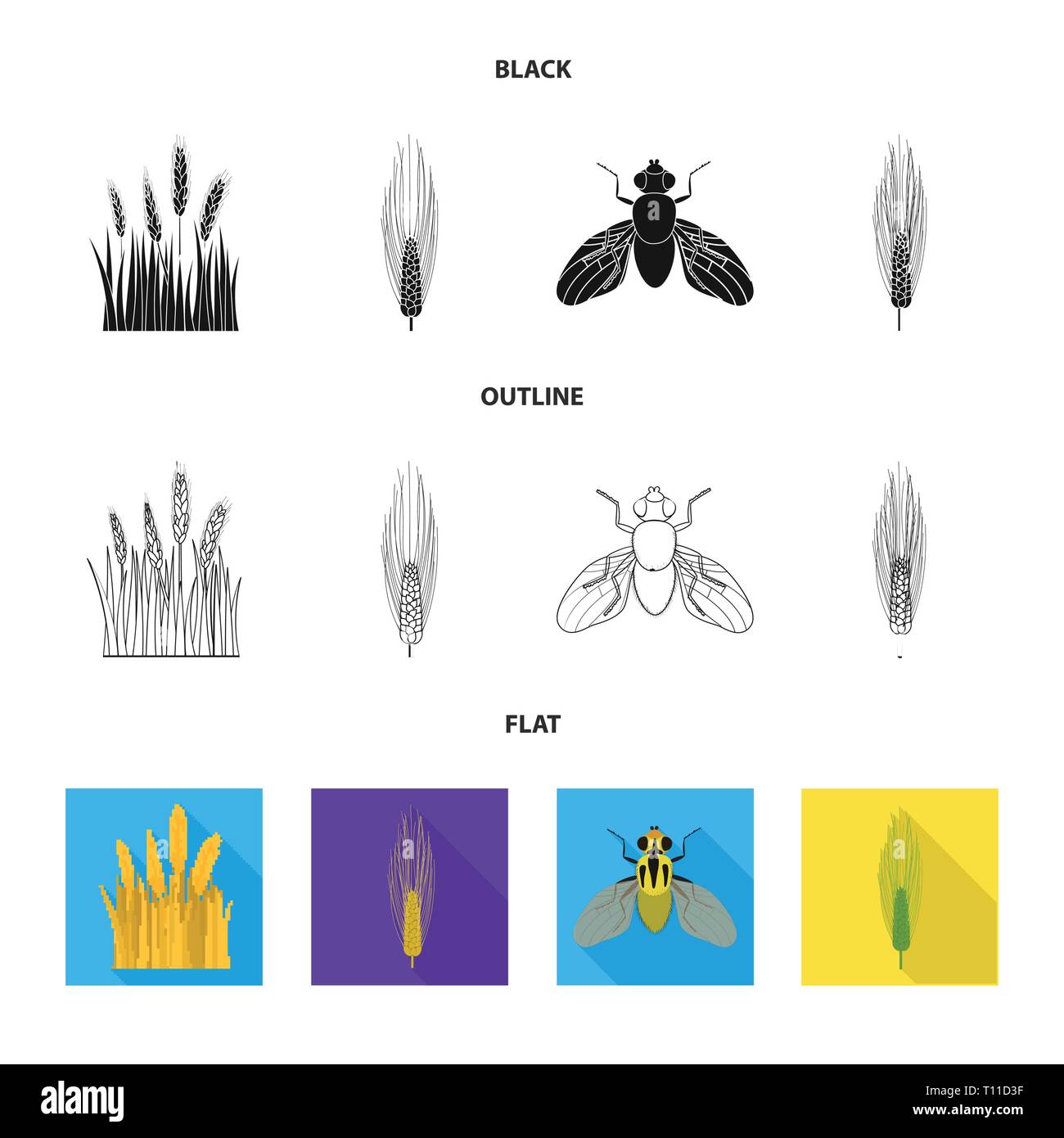 spring,barley,fly,spike,insect,winter,pest,land,control,cornfield,stop ...
