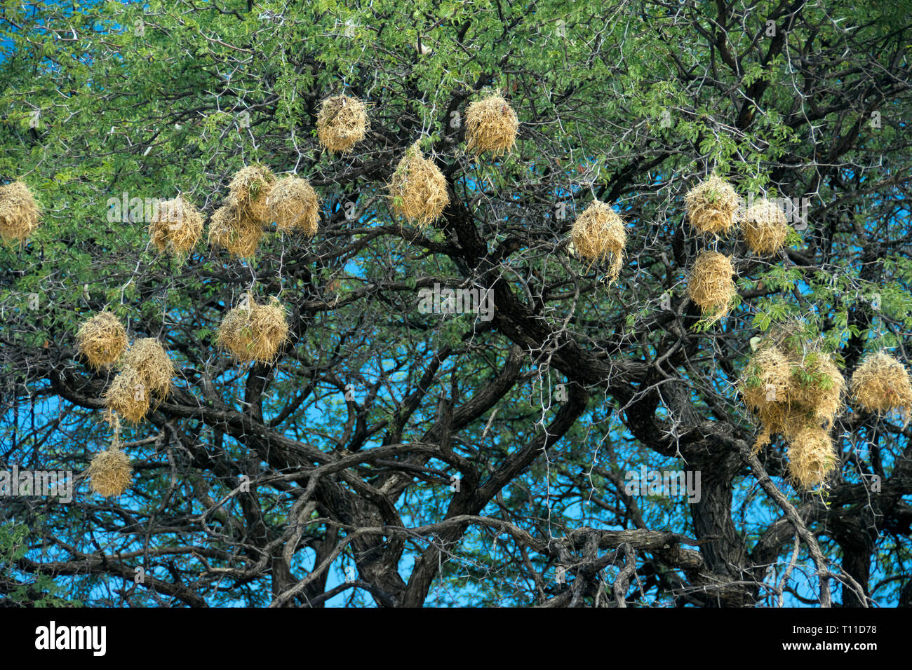 Weaver bird nests hang from tree branches at the Waterberg Plateau