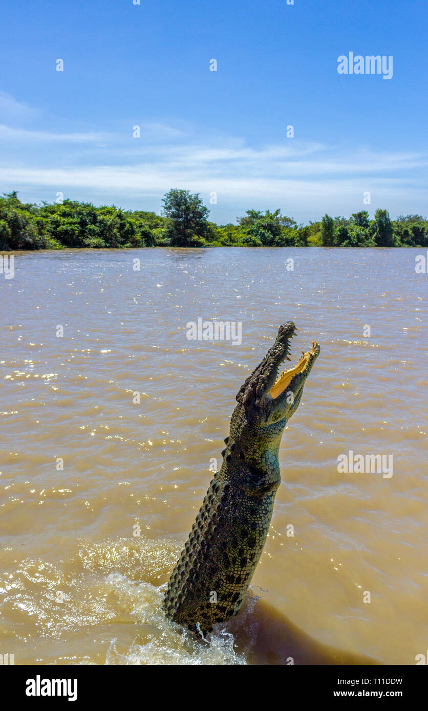 Jumping saltwater crocodile in Kakadu National Park in Australia's