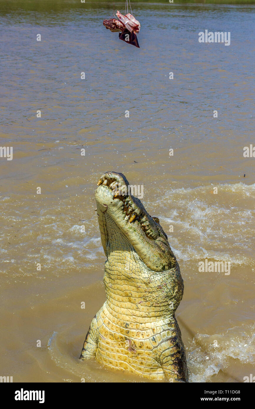 Jumping saltwater crocodile in Kakadu National Park in Australia's