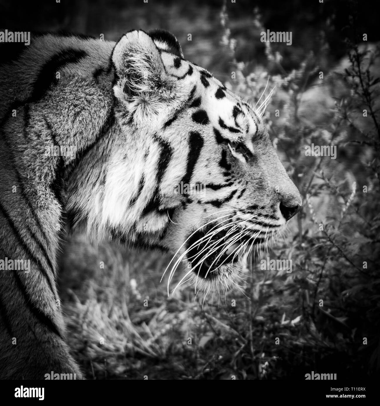 Siberia Forest Animal Black And White Stock Photos & Images - Alamy