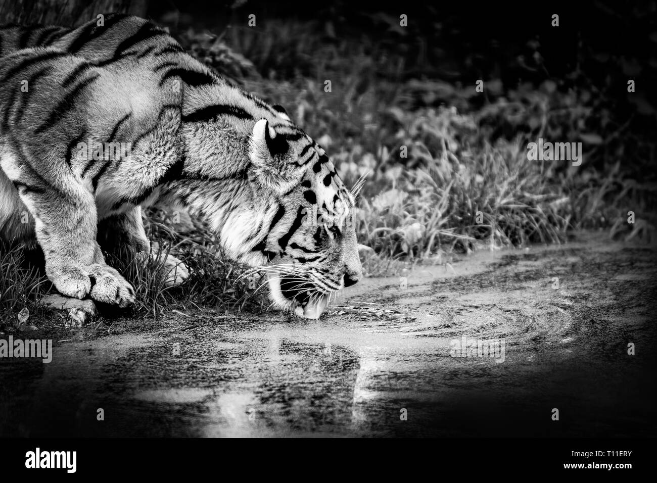 Siberian Tiger drinking from a pond Stock Photo - Alamy