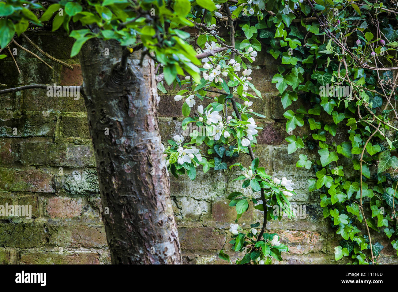 The trunk and a branch of Malus sylvestris, Crab apple with ivy, Hedera, climing a brick wall behind Stock Photo
