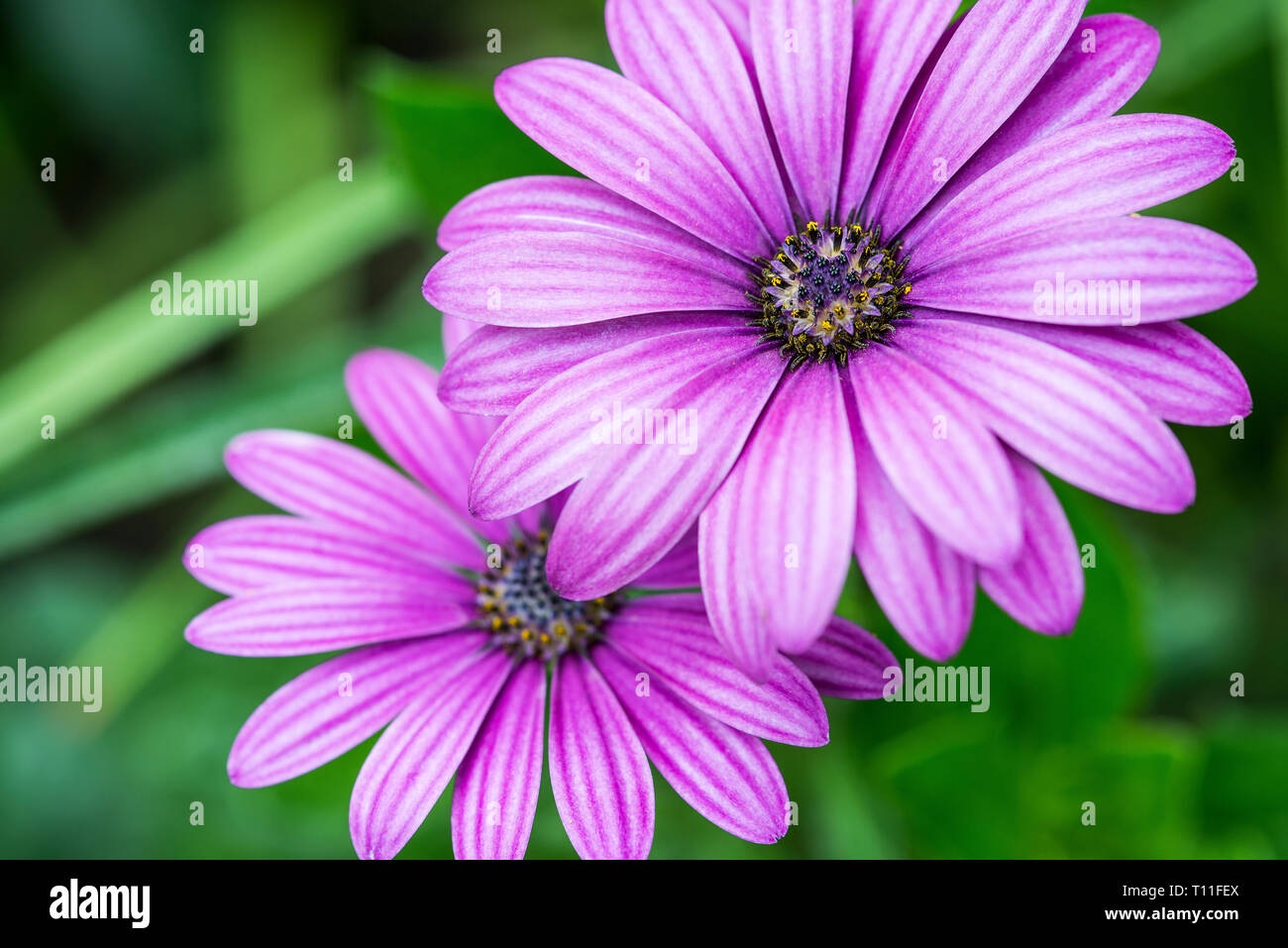 Close up of two flowering, bightly pink African daisy, osteospermum, blurred green background Stock Photo