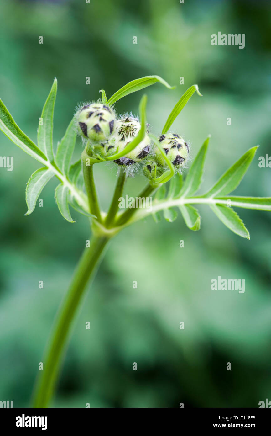 The spreckled buds of a Cephalaria gigantea on a stem with leaves, blurred green background Stock Photo